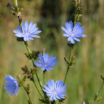 Gemeine Wegwarte (Cichorium intybus) – Pflanzenfoto