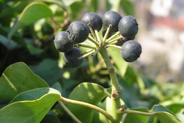 Hedera helix