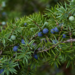 Gemeiner Wacholder (Juniperus communis) – Pflanzenfoto