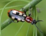 Gemeines Spargelhähnchen