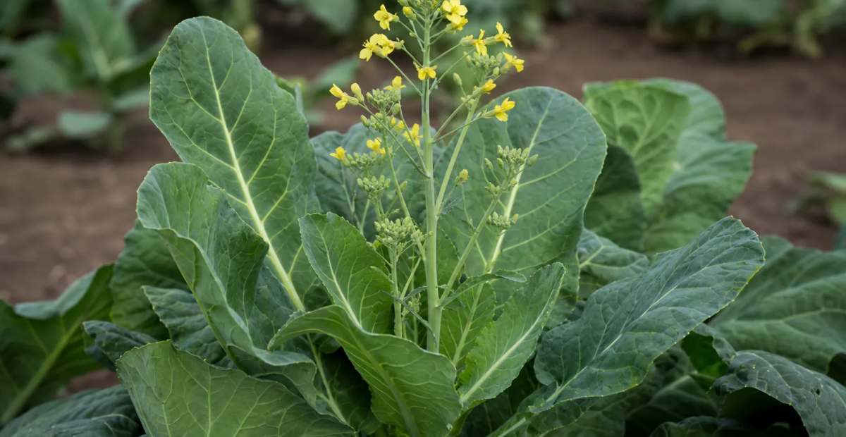 Gemüse-Kohl (Brassica oleracea) – Pflanzenfoto