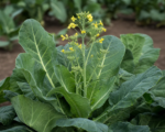 Gemüse-Kohl (Brassica oleracea) – Pflege