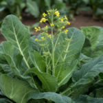 Gemüse-Kohl (Brassica oleracea) – Pflanzenfoto