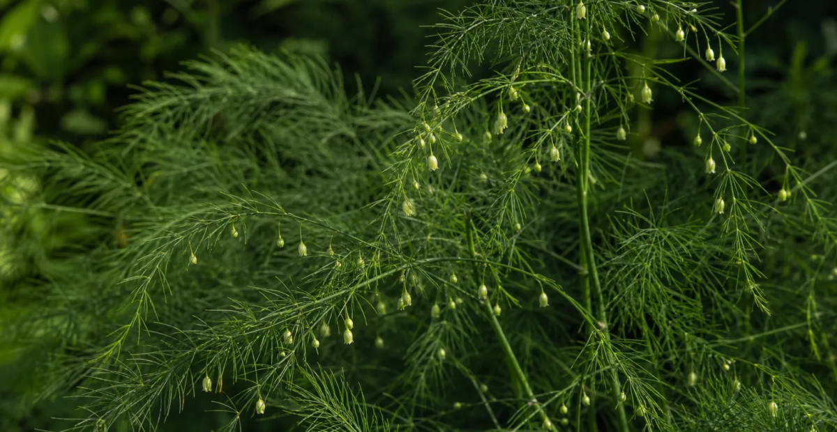 Gemüsespargel (Asparagus officinalis) – Pflanzenfoto