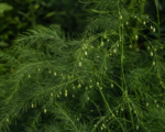 Gemüsespargel (Asparagus officinalis) – Pflege