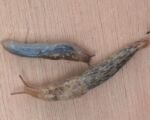 Genetzte Ackerschnecke
