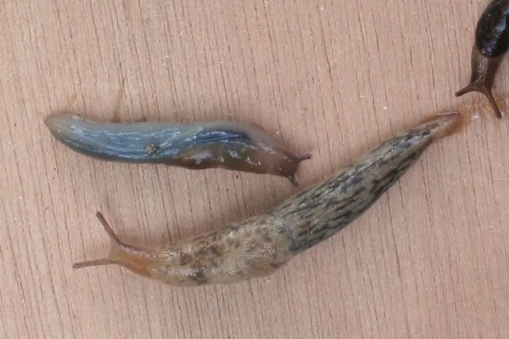 Genetzte Ackerschnecke