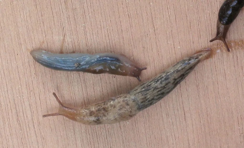 Genetzte Ackerschnecke
