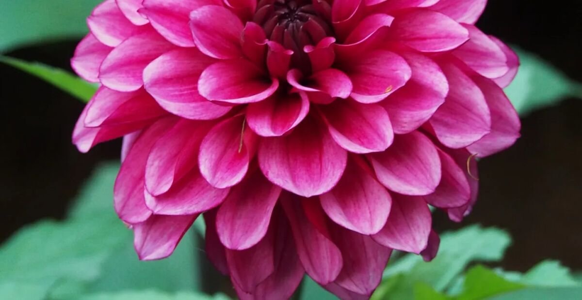 Georgína ‘Arabian Night’ (Dahlia 'Arabian Night') – fotografia rastliny