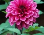 Georgína ‘Arabian Night’ (Dahlia ‘Arabian Night’)