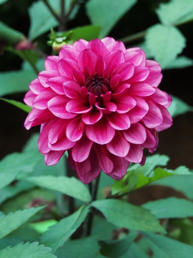 Dahlia 'Arabian Night'