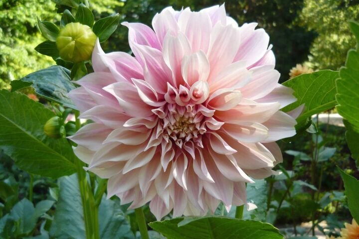 Dahlia 'Cafe Au Lait'
