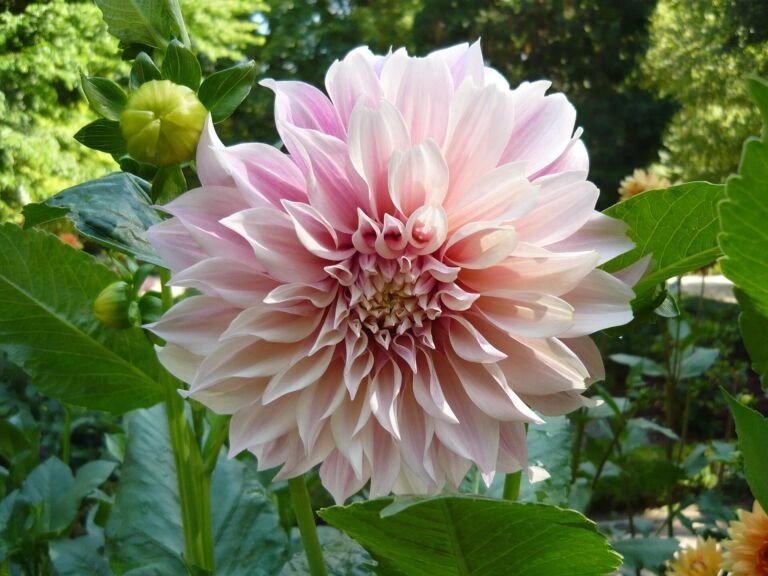 Dahlia 'Cafe Au Lait'