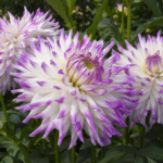 Georgína (Dahlia 'Mingus Randy') – fotografia rastliny
