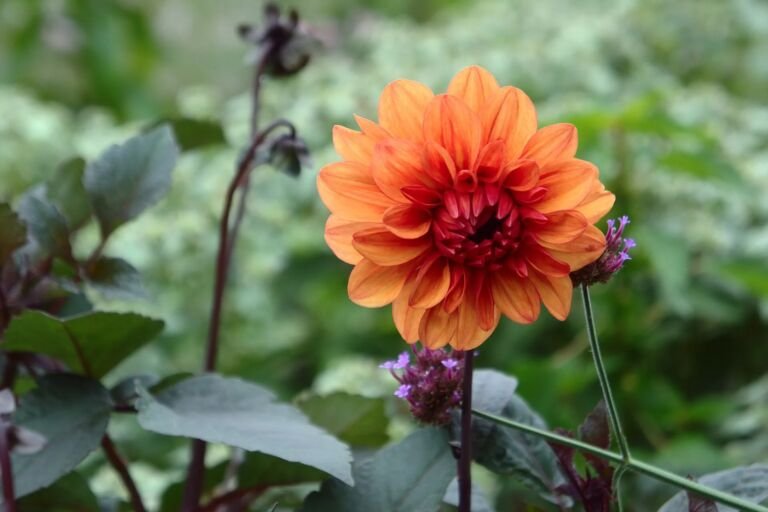 Dahlia 'David Howard'