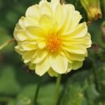 Georgína ‘Franz Kafka’ (Dahlia 'Franz Kafka') – fotografia rastliny