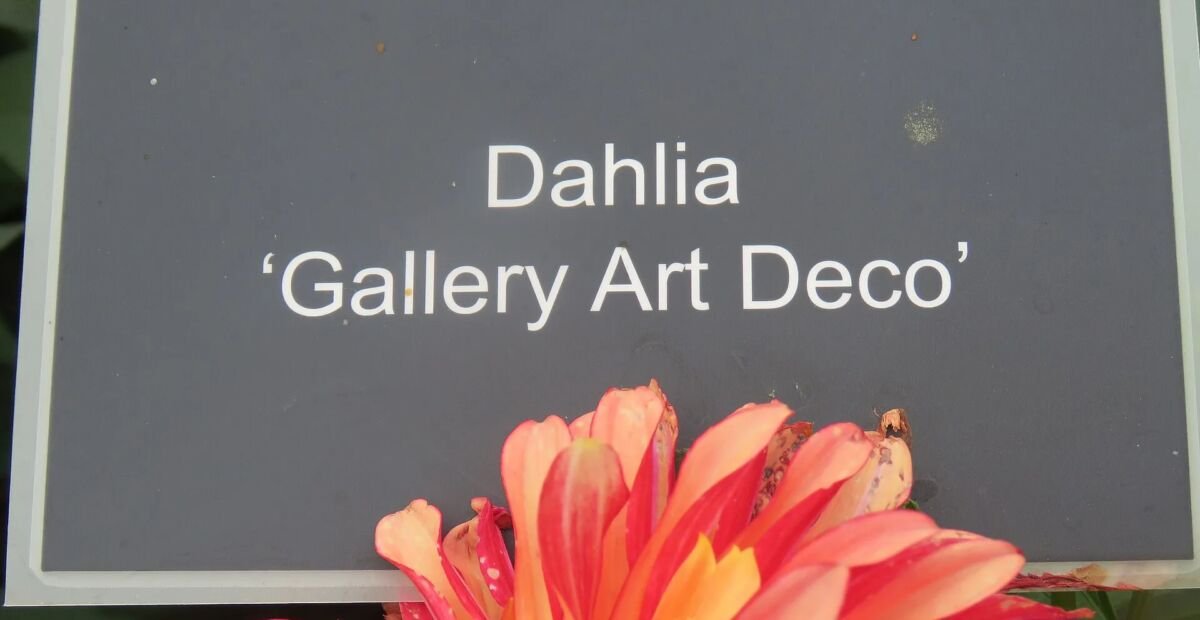 Georgína 'Gallery Art Deco' (Dahlia 'Gallery Art Deco') – fotografia rastliny