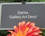 Georgína ‘Gallery Art Deco’ (Dahlia ‘Gallery Art Deco’)