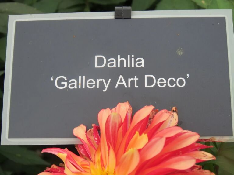 Dahlia 'Gallery Art Deco'