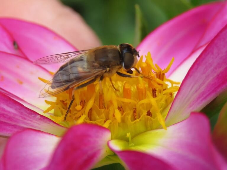 Dahlia 'Honka'