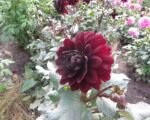 Georgína „Karma Choc“ (Dahlia ‘Karma Choc’)