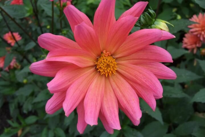 Dahlia 'Karma Fuchsiana'