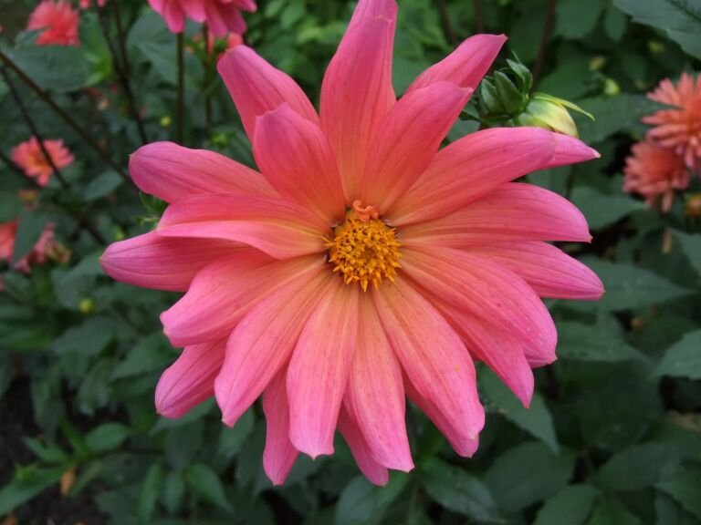 Dahlia 'Karma Fuchsiana'