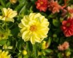 Georgína premenlivá (Dahlia pinnata) – pestovanie a starostlivosť