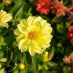 georgína premenlivá (Dahlia pinnata) – fotografia rastliny