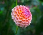Georgína ‘Wizard of Oz’ (Dahlia ‘Wizard of Oz’)