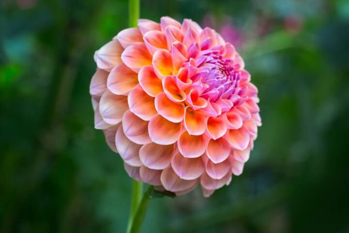 Dahlia 'Wizard of Oz'