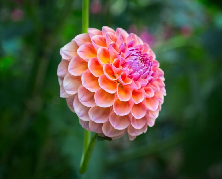 Dahlia 'Wizard of Oz'