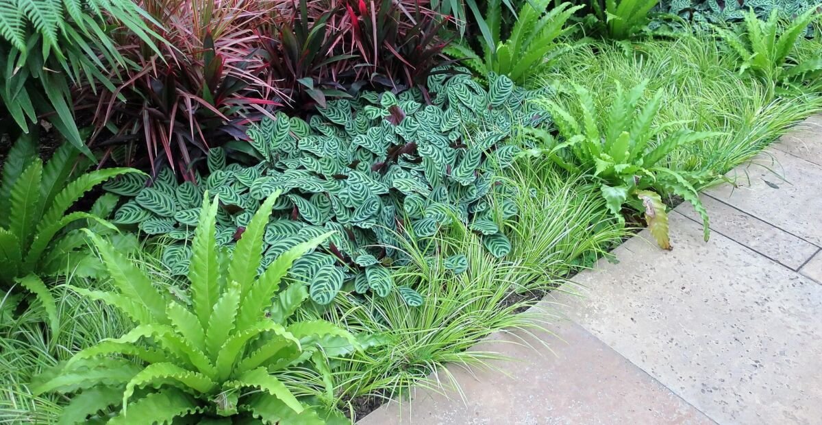 Gerandeter Drachenbaum 'Colorama' (Dracaena marginata 'Colorama') – Pflanzenfoto