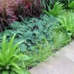 Gerandeter Drachenbaum 'Colorama' (Dracaena marginata 'Colorama') – Pflanzenfoto