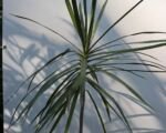 Gerandeter Drachenbaum (Dracaena marginata) – Pflege