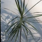 Gerandeter Drachenbaum (Dracaena marginata) – Pflanzenfoto