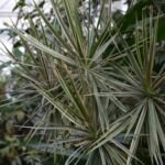 Gerandeter Drachenbaum 'Tricolor' (Dracaena marginata 'Tricolor') – Pflanzenfoto