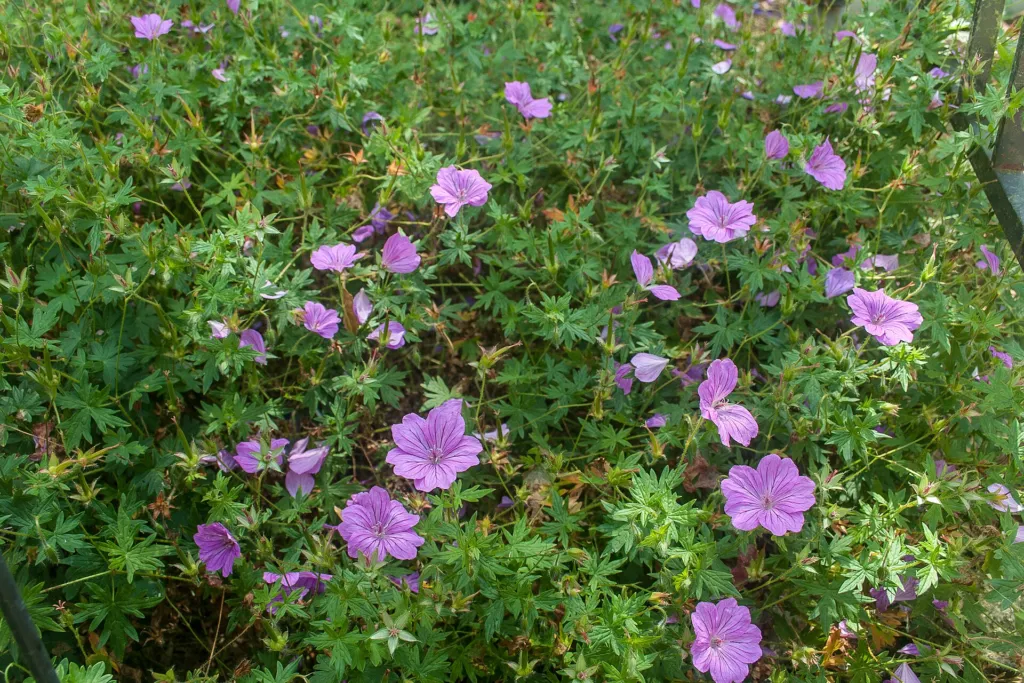 Geranium ‘Blushing Turtle’ (Geranium 'Blushing Turtle') – typický vzhľad, fotografia