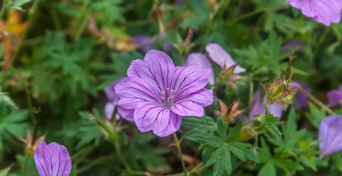 Geranium 'Blushing Turtle' – plant photo