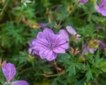 Geranium ‘Blushing Turtle’