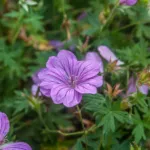 Geranium ‘Blushing Turtle’ (Geranium 'Blushing Turtle') – plant photo