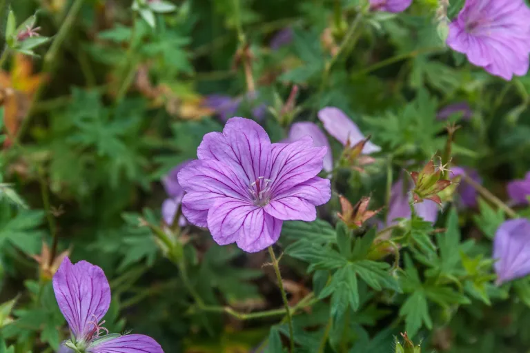 Geranium 'Blushing Turtle'