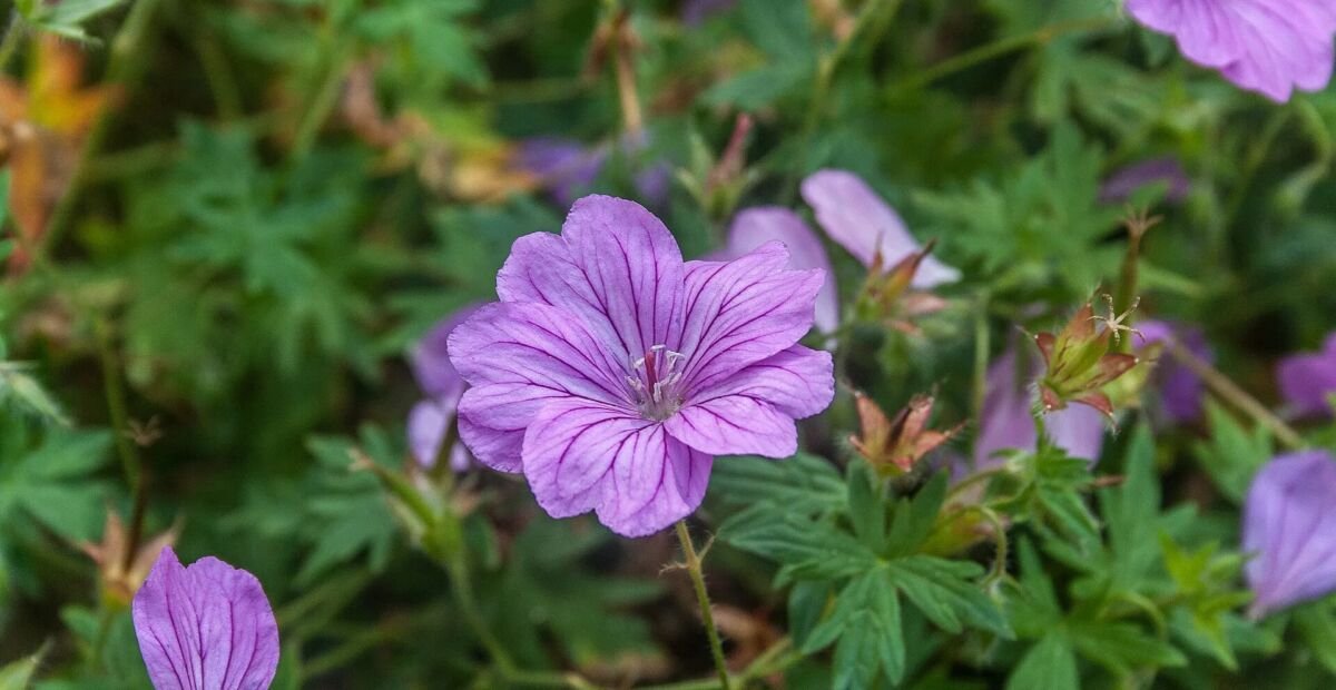 Geranium 'Blushing Turtle' – fotografia rastliny