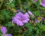 Geranium ‘Blushing Turtle’
