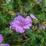 Geranium ‘Blushing Turtle’ (Geranium 'Blushing Turtle') – fotografia rastliny