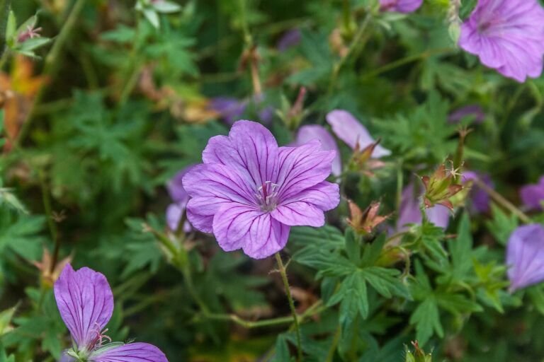 Geranium 'Blushing Turtle'