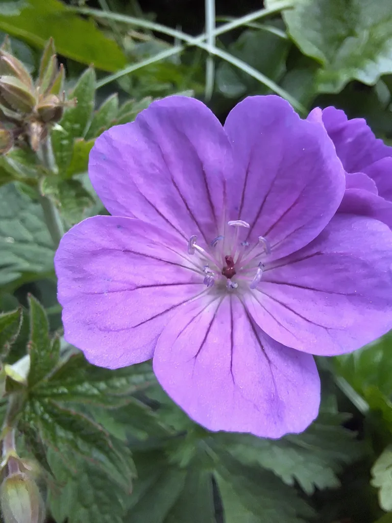 Geranium ‘Cinereum’ (Geranium 'Cinereum') – flowers in close-up, plant photo