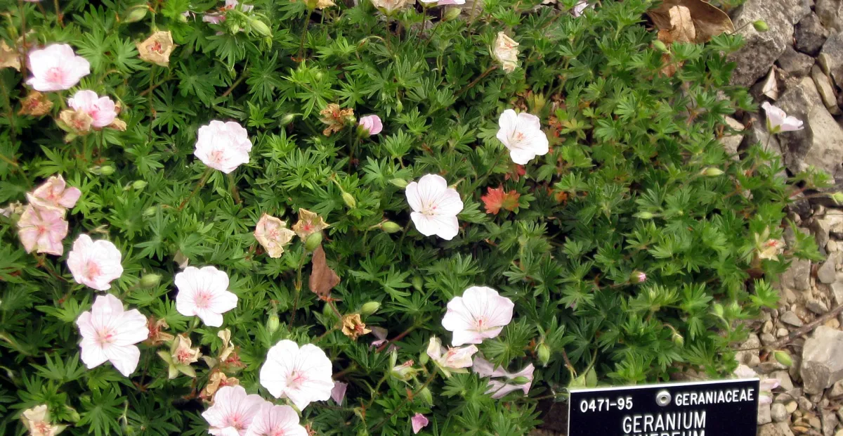 Geranium 'Cinereum' – plant photo