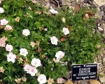 Geranium ‘Cinereum’