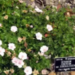 Geranium ‘Cinereum’ (Geranium 'Cinereum') – plant photo
